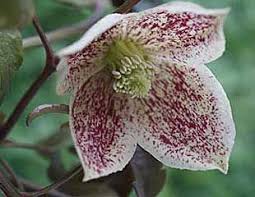 Check spelling or type a new query. Types Of Clematis