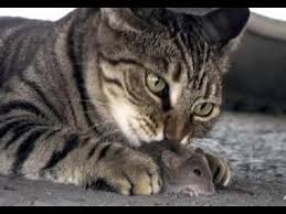 Kedi Fare Oyunu 2 Youtube