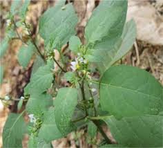 Image result for Solanum giganteum