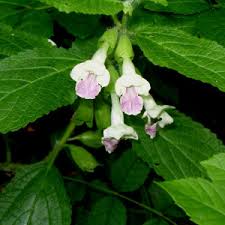 We did not find results for: Les Plantes Anti Moustiques Guepes Et Mouches Bacsac
