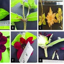 Image result for Aspilia ciliata