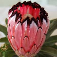 Image result for Protea enervis