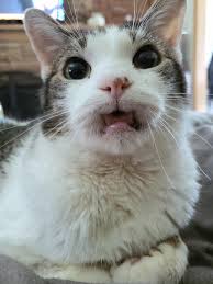 To all of you, please accept my sympathies and condolences. My Double Snaggle Boy Will Be Cured Of Oral Cancer On May 25th After A Final Surgery Cats