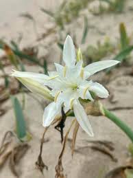 Image result for Microglossa densiflora