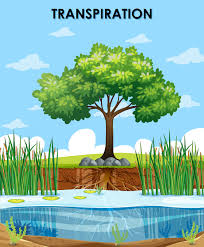 Start studying cell respiration exam 3 review. How Do Plants Respire Worldatlas