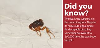 Learn about fleas and get information on flea control and extermination. Top 5 Best Flea Killer For Your Yard 2021 Edition Pest Strategies