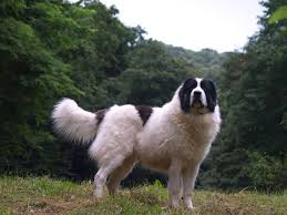 Sein eindrucksvolles erscheinungsbild lässt den ciobănesc românesc de bucovina hochmütig und stolz wirken. Ciobanesc Romanesc De Bucovina Livestock Guardian Dog Livestock Guardian Animals