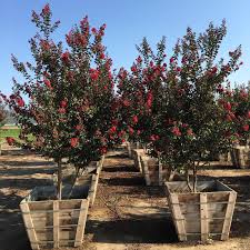 Image result for Lagerstroemia indica
