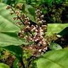 Ekstrak kacip fatimah phyto plus. 1