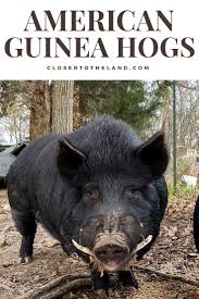 Pin On American Guinea Hogs