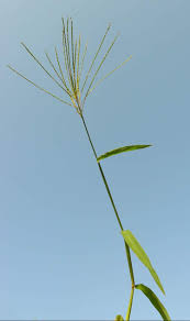 Image result for Digitaria brazzae