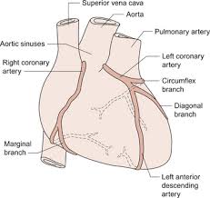 The secondary diagonal is formed by the elements a03, a12, a21, 30 (blue). Blood Supply To The Heart Thoracic Key