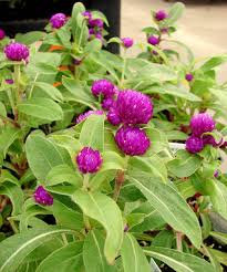 Image result for Gomphrena globosa