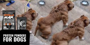 We manufacture protein for pet food manufacturers throughout the industry. Protein Powders For Dogs Types Safety Dosage Best Reviews