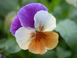 Pin By Judy Hansen On Flowers Pansies School Garden Master Gardener