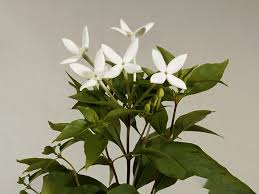Image result for Bouvardia longiflora