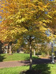 Yellow flowering trees in indiana. Adopt A Plant Yellow Wood Indianapolis Cultural Trail
