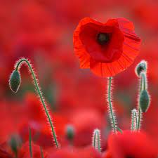Poppies In The Red Zone Poppies Wild Poppies Flower Backgrounds