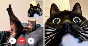 People Share Funny Pics From Cat Video Calls That Look Naughty In 2020 Cats Cat Gif Funny Cat Videos