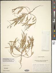 Image result for Viridivia suberosa