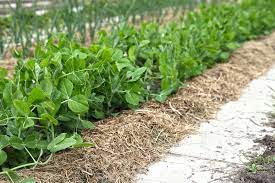 Fangen wir dazu heute mit sechs fragen an. Mehr Permakultur Fur Deinen Garten 9 Konkrete Ideen Methoden Wurzelwerk