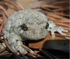 Image result for northern grey tree frog