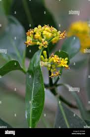 Image result for Psychotria capensis
