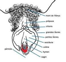 C Est Quoi Les Cles De Venus