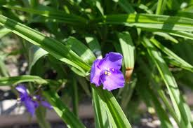 Night that she had forgotten to pull down the shade of her window before she slept. Growing Spiderworts How To Grow And Care For Spiderwort Plants