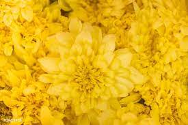 Closeup Of Chrysanthemum Textured Background Free Image By Rawpixel Com Textured Background Free Images Background
