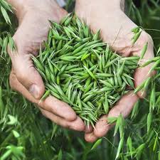 To defray the costs associated with. Stream The Truth About Grains Radio Show Archive By Medical Medium Listen Online For Free On Soundcloud