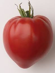 The pointed ends could be perhaps not enough water to fill the tomato out better or other causes. French Heritage Tomato Varieties The Best Of The Old World Marries The New