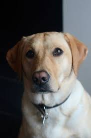 Yellow Labrador Labrador Retriever Labrador Dog Yellow Labrador Retriever