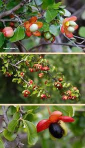 Image result for Ochna inermis