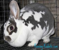 Sodium is a toxic metal ion which dissolves easily in water. The Pregnant Rabbit Five Clues To Knowing A Blessed Day Is Coming