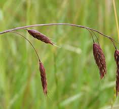 Image result for Bromus  commutatus