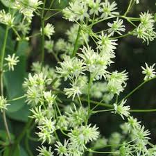 Image result for Thalictrum