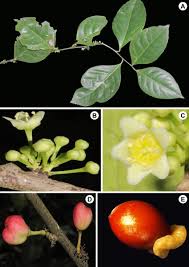 Image result for Gymnosporia glaucophylla