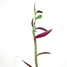 Image result for Monadenium crenatum