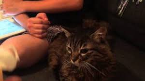 Cat Transcendence Know Your Meme