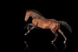Schones Starkes Hengstgaloppieren Pferd Auf Einem Schwarzen Hintergrund Stockbild Bild Von Abbildungen Galoppieren 51006461 Von süßen katzen über starke pferde bis hin zu den kleinsten insekten: