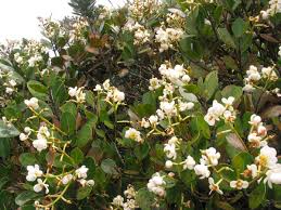 Image result for Calophyllum