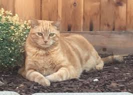 Adoptuskids foster care and adoption resource specialists respond to hundreds of questions about foster care and adoption, and an active community of families is always exchanging information on our facebook page. Magnificent Orange Tabby Cat For Adoption In San Diego Ca Adopt Pete Today