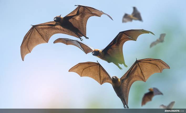 Chauve-souris : mammifère volant, écholocation, habitat et protection | Zoologiste.com
