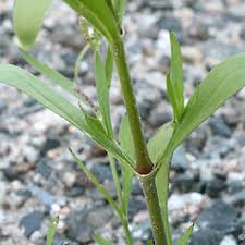 Image result for Silene abyssinica