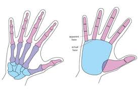 Image result for Hand Anatomy