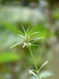 Image result for Leucas