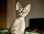 The Devonshire Rex Cat (Devon Rex) | Cat Breeds And Types ...