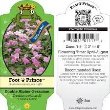 Image result for Eriosema erici-rosenii