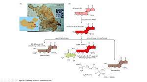 Aflatoxin B1 Cancer Aflatoxin B1 Mechanism Of Action What Is Hepatocellular Carcinoma Youtube